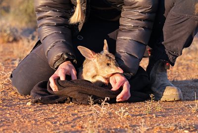 Reintroduced mammals thriving in Sturt National Park