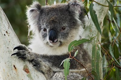 STATE’S KOALAS FURTHER PROTECTED WITH HERITAGE LISTING OF SYDNEY ESTATE