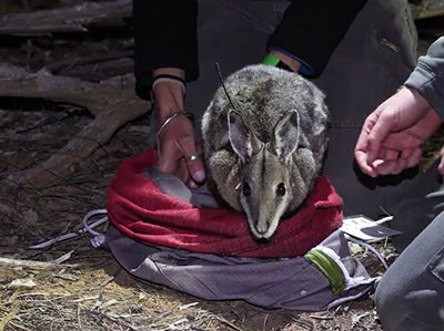 ENDANDGERED WALLABIES GLOBAL POPULATION TO TRIPLE FROM NSW GOVERNMENT PROGRAM