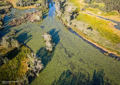 New opportunities to support and harness underwater forests